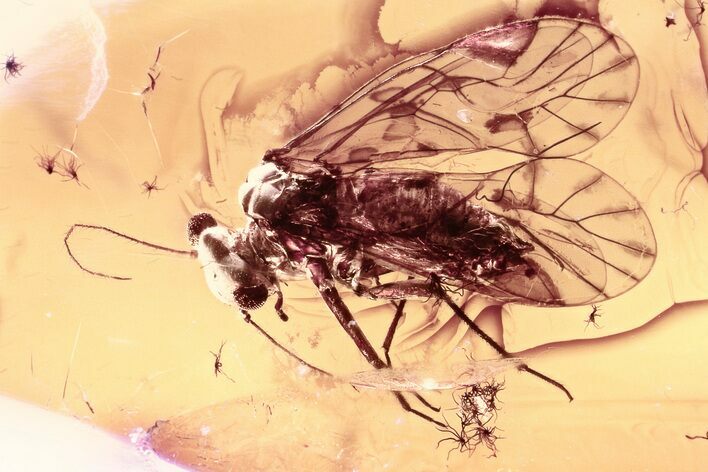 Detailed Fossil True Midge and Barklouse in Baltic Amber #330654